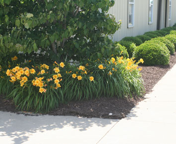 Residential Landscape